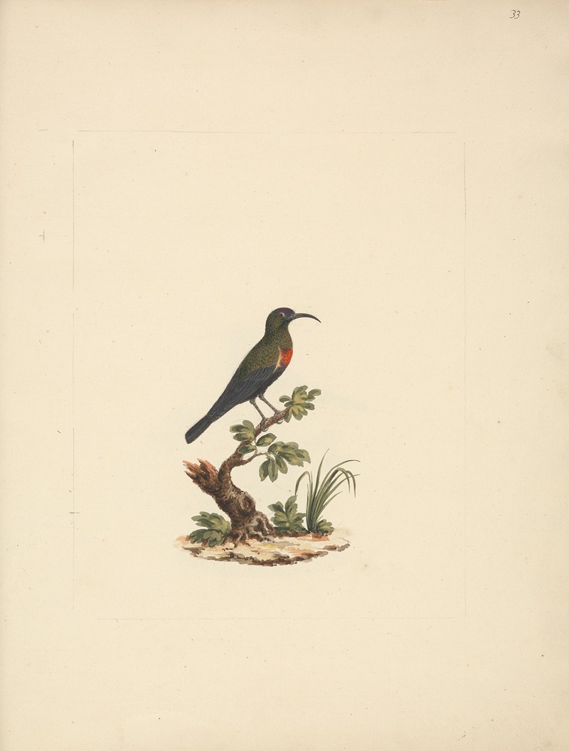 Chalcomitra senegalensis (Scarlet Chested Sunbird) 2 — Luigi Balugani