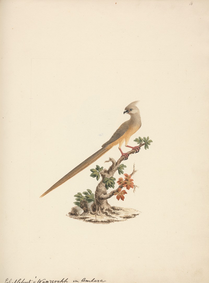 Colius striatus by Luigi Balugani — digital art print download