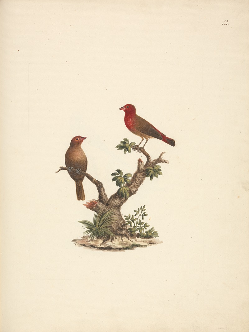 Lagonosticta senegala — Luigi Balugani