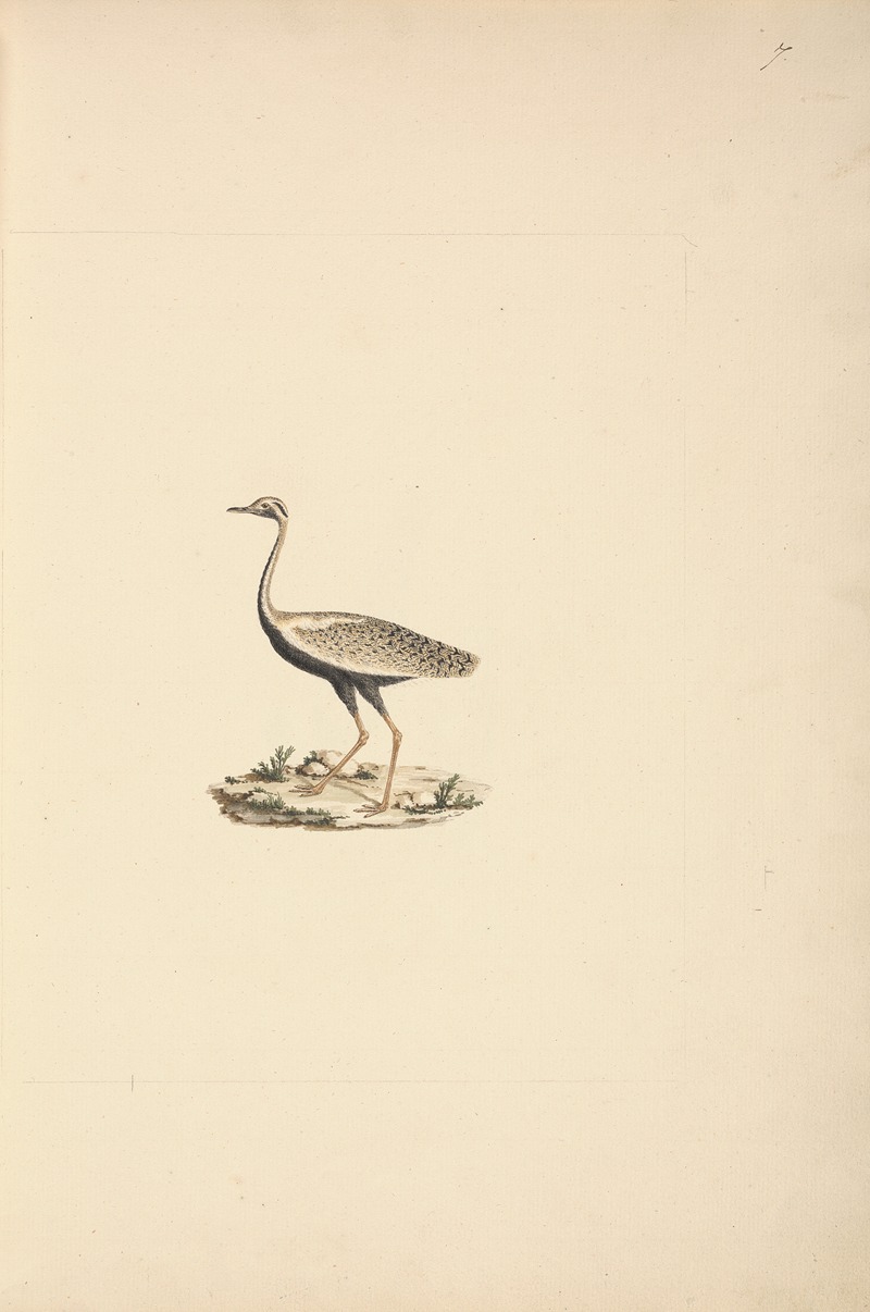 Lissotis hartlaubii — Luigi Balugani