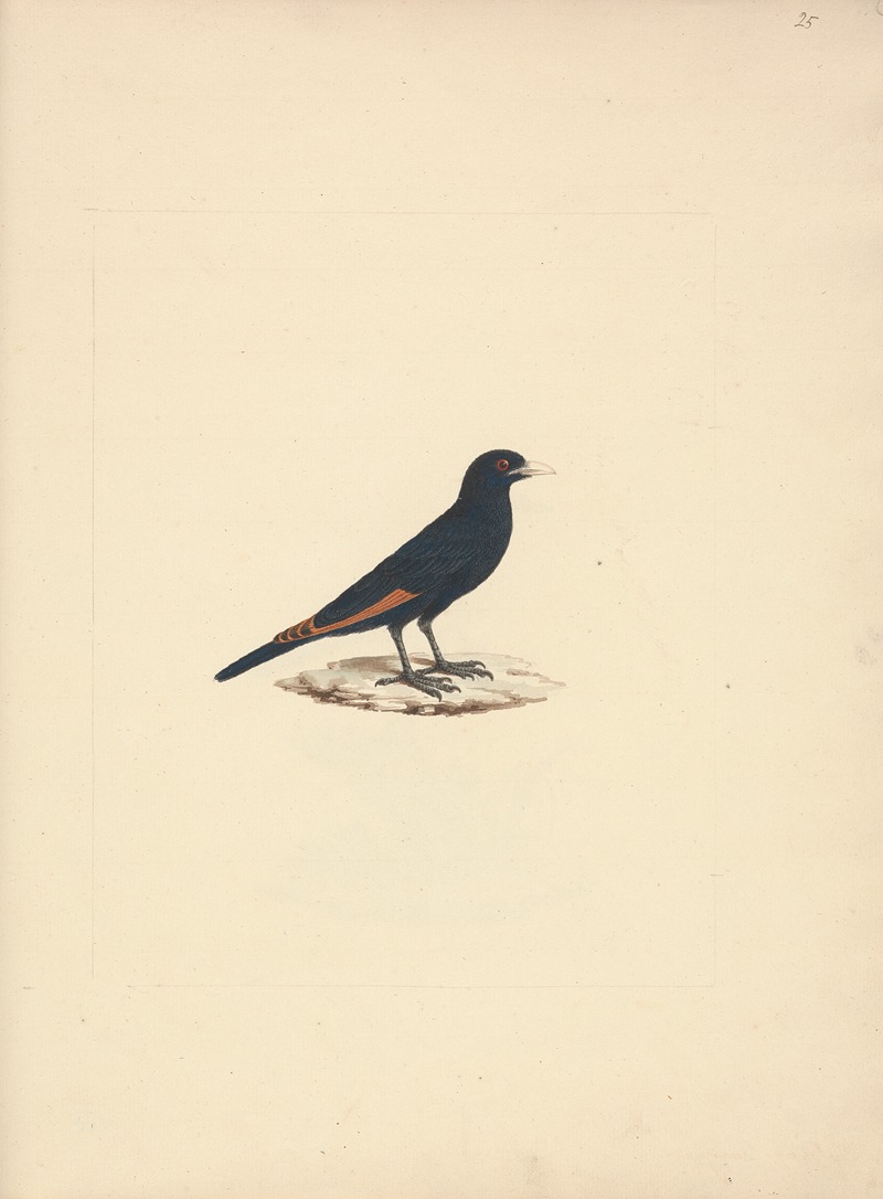 Onychognathus albirostris — Luigi Balugani