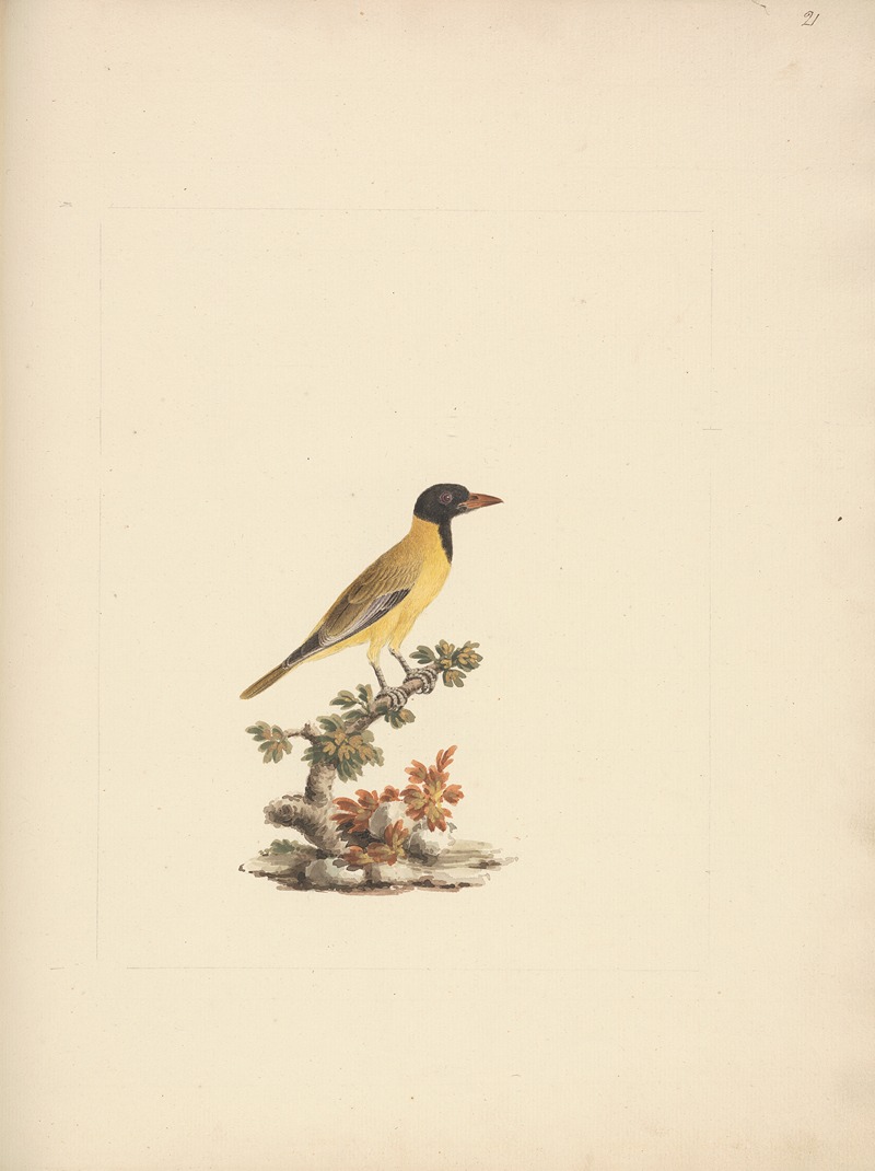 Oriolus monacha (Black Headed Abyssinian Oriole) 2 by Luigi Balugani — digital art print download