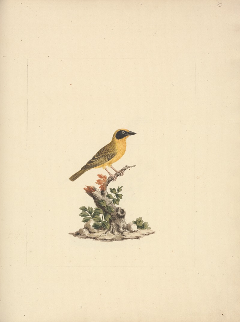 Ploceus ocularis by Luigi Balugani — digital art print download