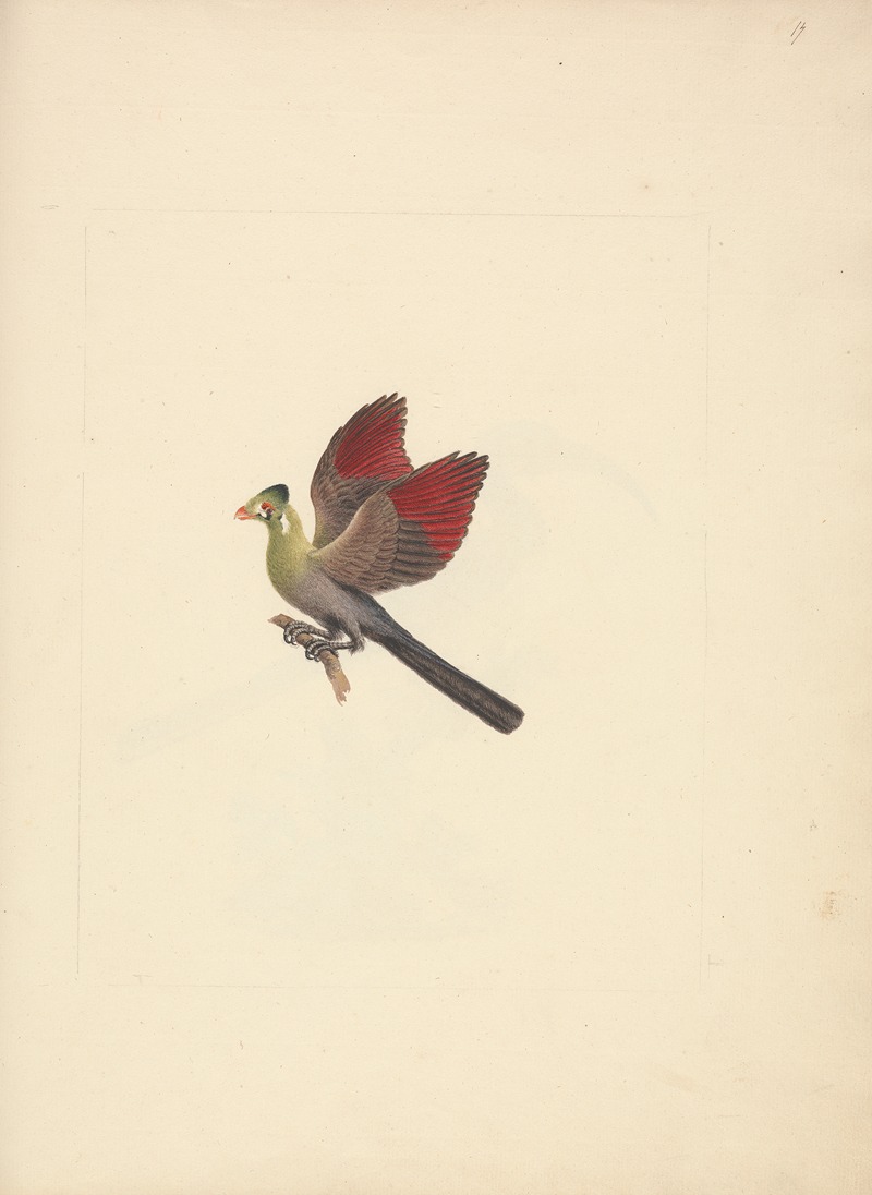 Tauraco leucotis — Luigi Balugani