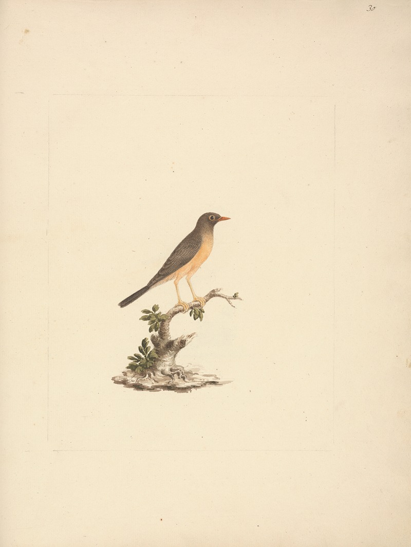 Turdus abyssinicus by Luigi Balugani — digital art print download