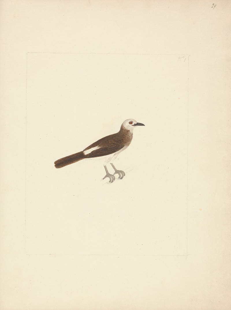 Unidentified Bird by Luigi Balugani — digital art print download