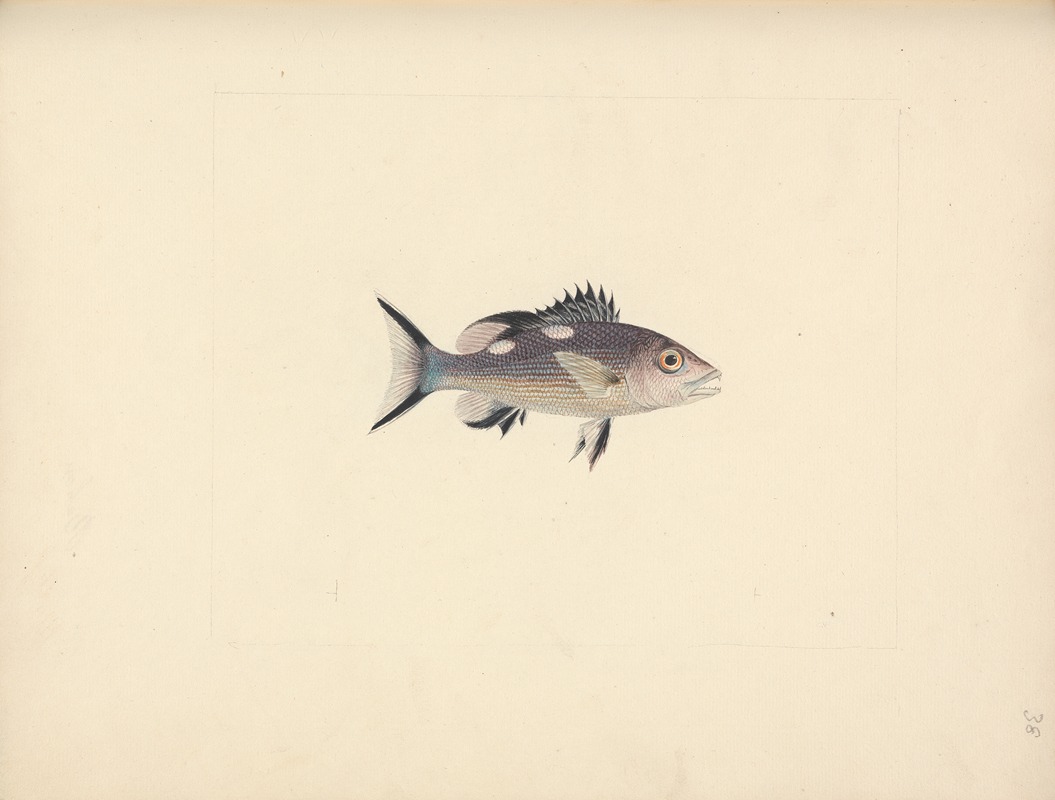 Unidentified Fish by Luigi Balugani — digital art print download