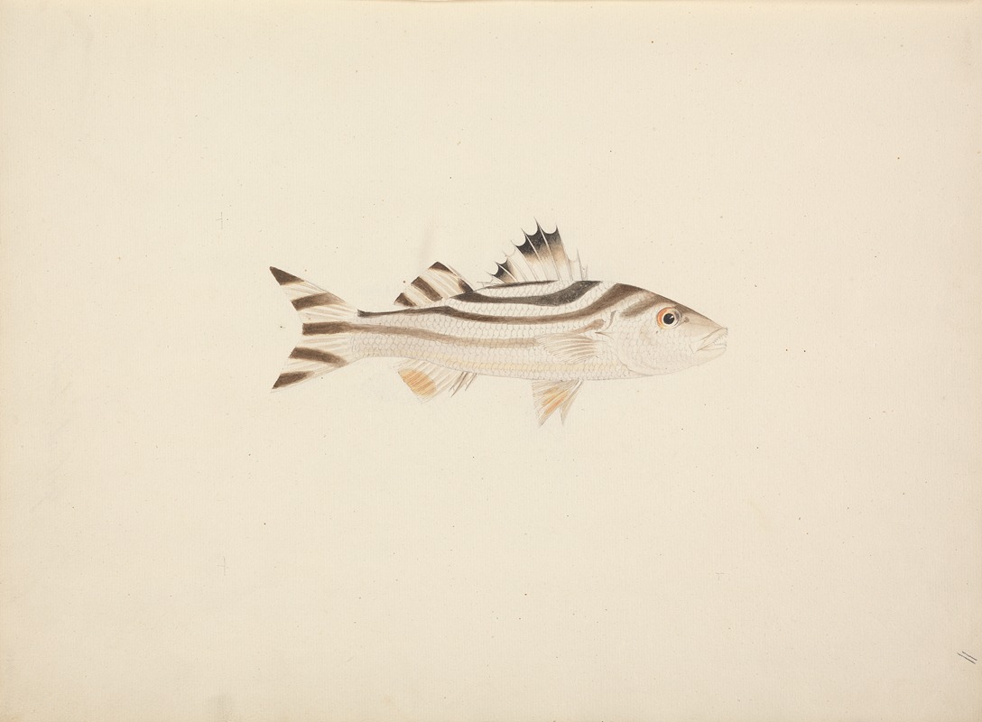 Unidentified Fish by Luigi Balugani — digital art print download