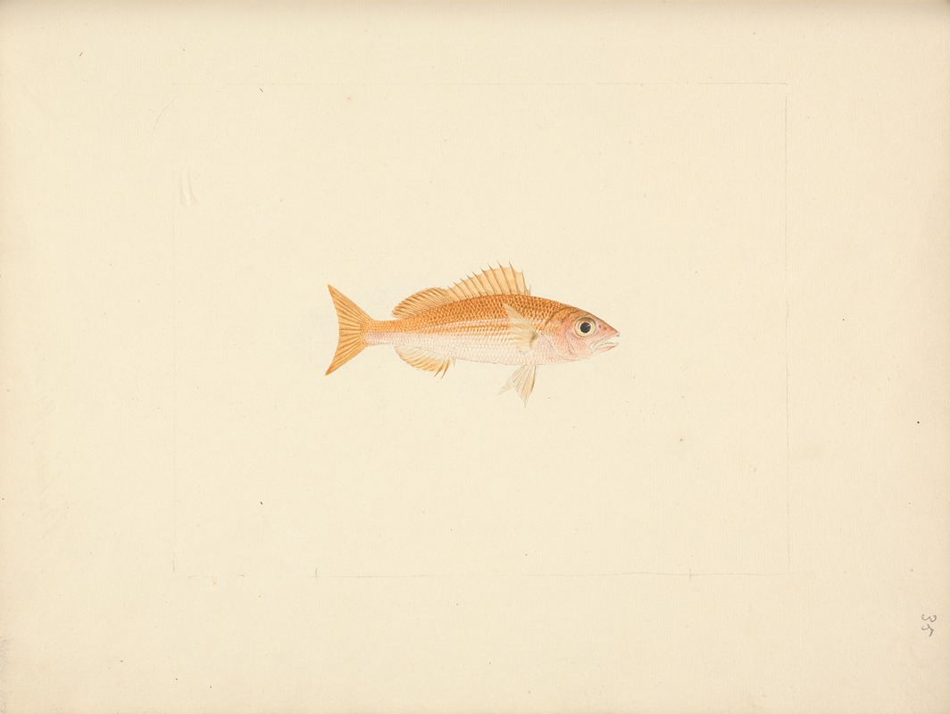 Unidentified Fish by Luigi Balugani — digital art print download