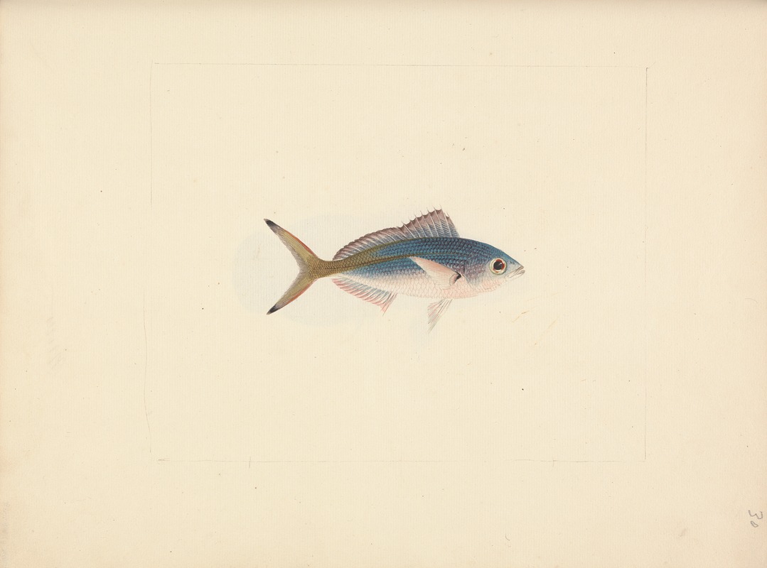 Unidentified Fish by Luigi Balugani — digital art print download