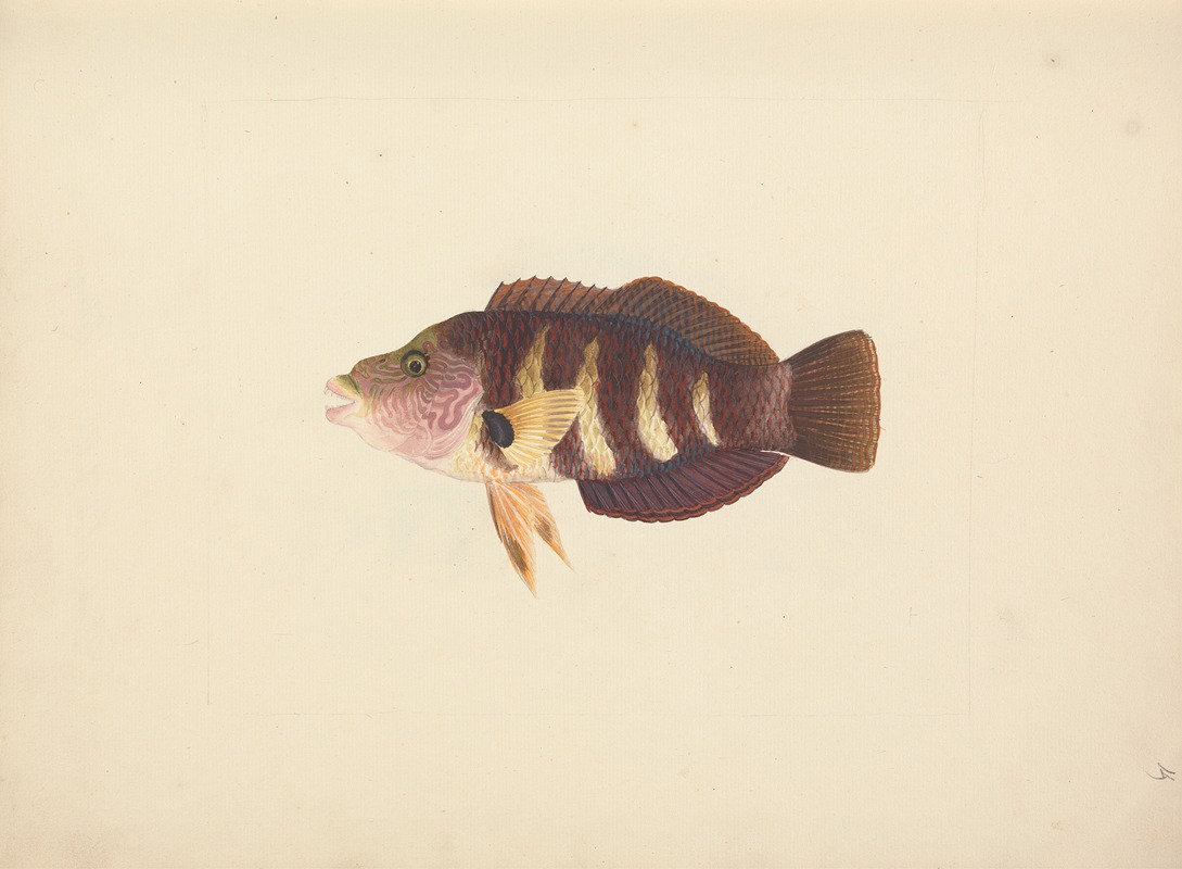 Unidentified Fish by Luigi Balugani — digital art print download