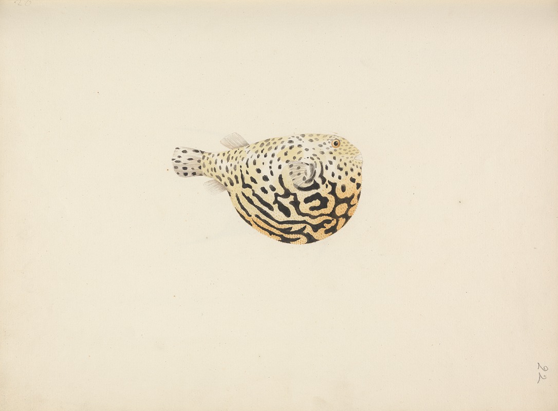 Unidentified Fish by Luigi Balugani — digital art print download