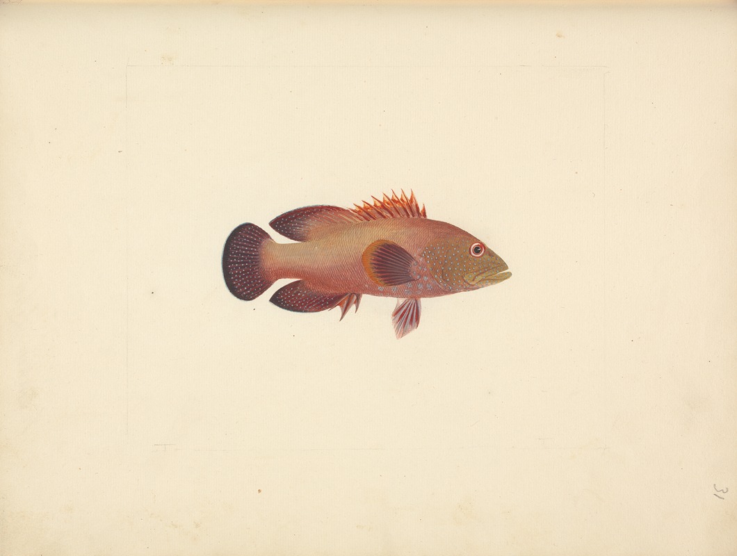 Unidentified Fish by Luigi Balugani — digital art print download