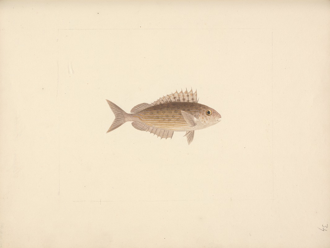 Unidentified Fish by Luigi Balugani — digital art print download