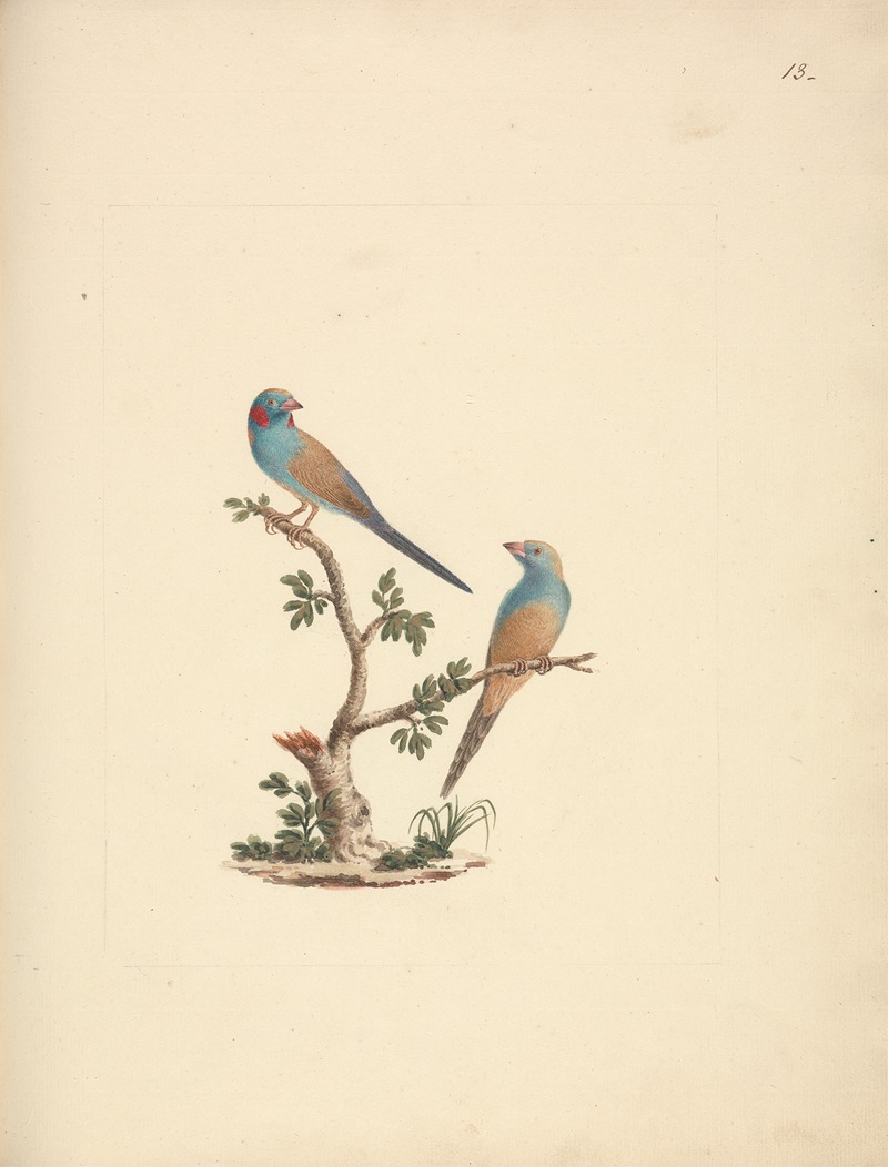 Uraeginthus bengals — Luigi Balugani