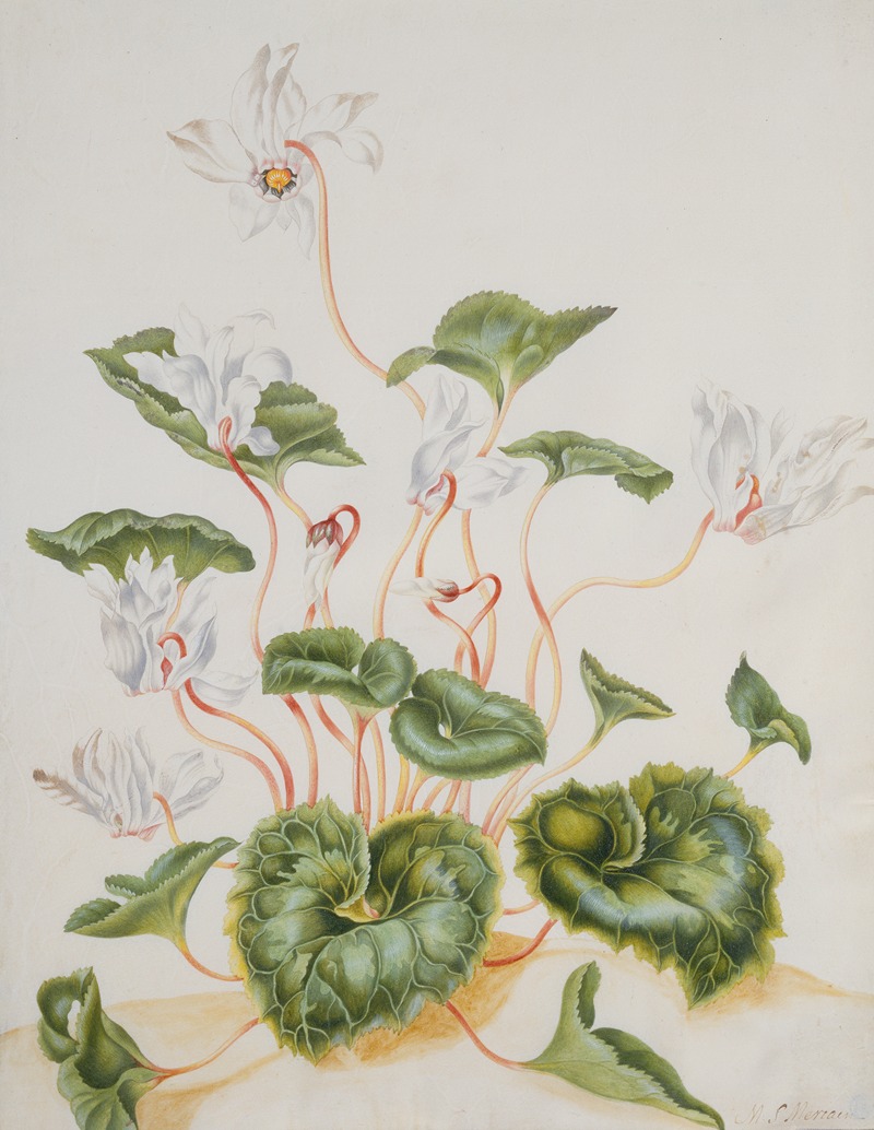 White Cyclamen by Maria Sibylla Merian — digital art print download