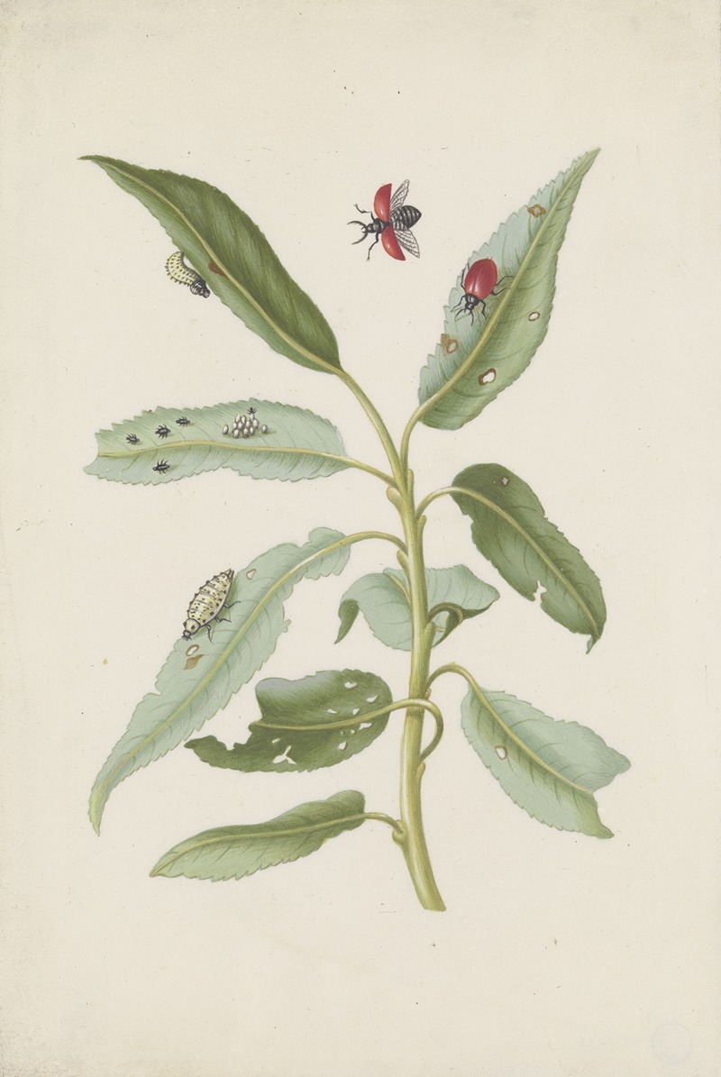 Willow leaves with poplar leaf beetle, eggs and larvae by Maria Sibylla Merian — digital art print download