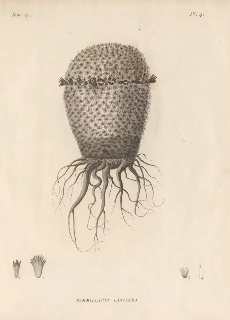 Mammillaria lanifera by Augustin Pyramus de Candolle, 1829 — digital art print download