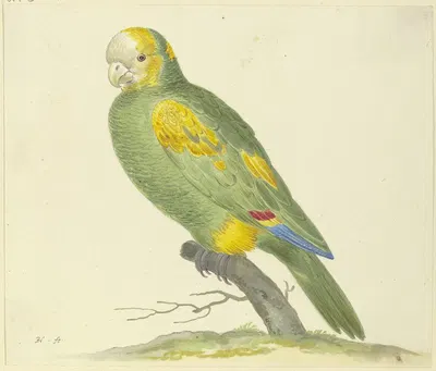 Green parrot by Pieter Holsteijn — digital art print download
