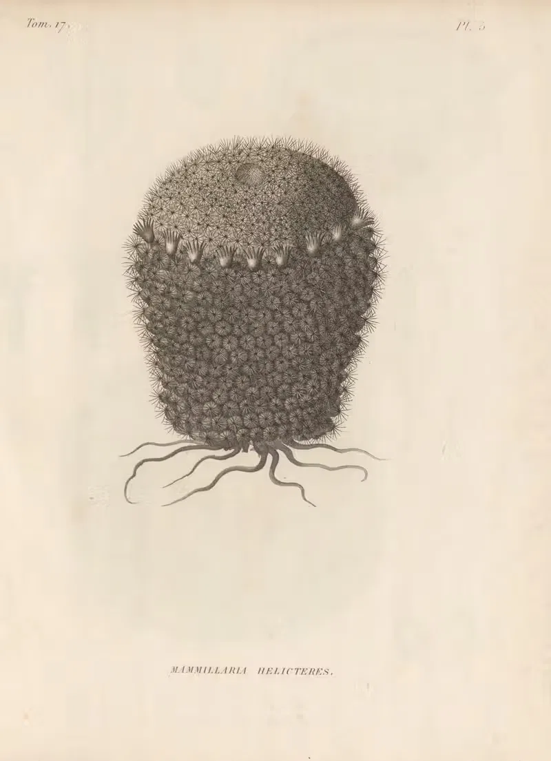 Mammillaria helicteres by Augustin Pyramus de Candolle, 1829 — digital art print download