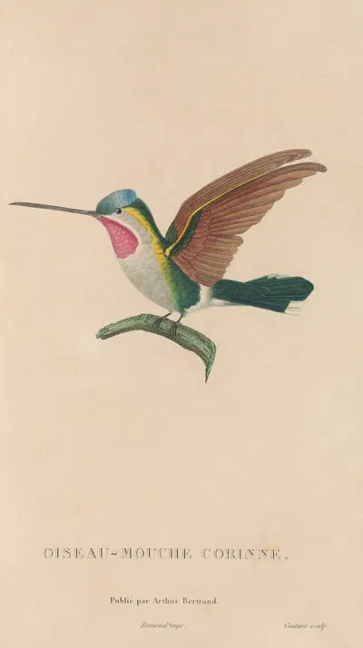 Histoire naturelle des oiseaux-mouches Pl.02 by René-Primevère Lesson, 1829 — digital art print download