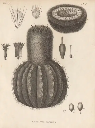 Melocactus communis by Augustin Pyramus de Candolle, 1829 — digital art print download