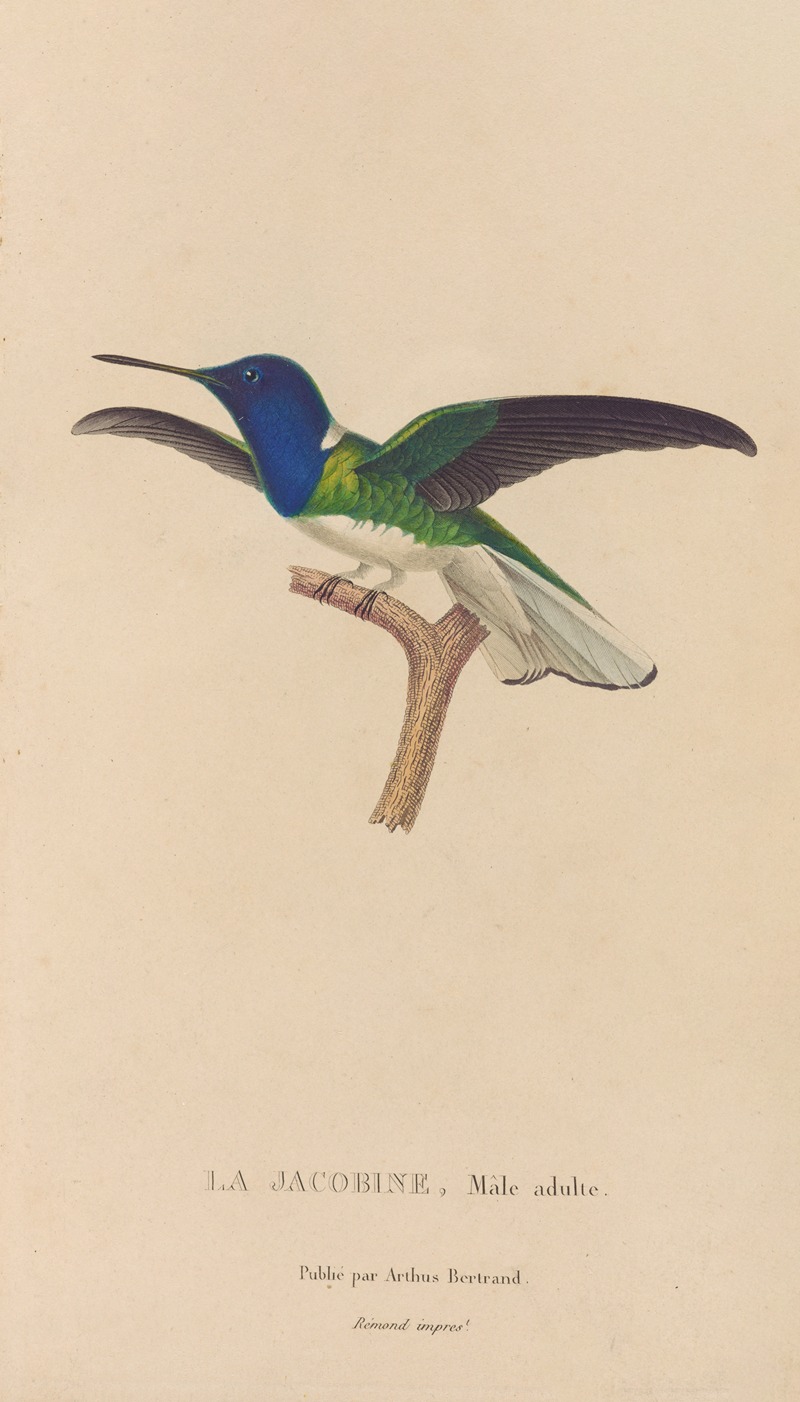 Histoire naturelle des oiseaux-mouches Pl.21 — René-Primevère Lesson