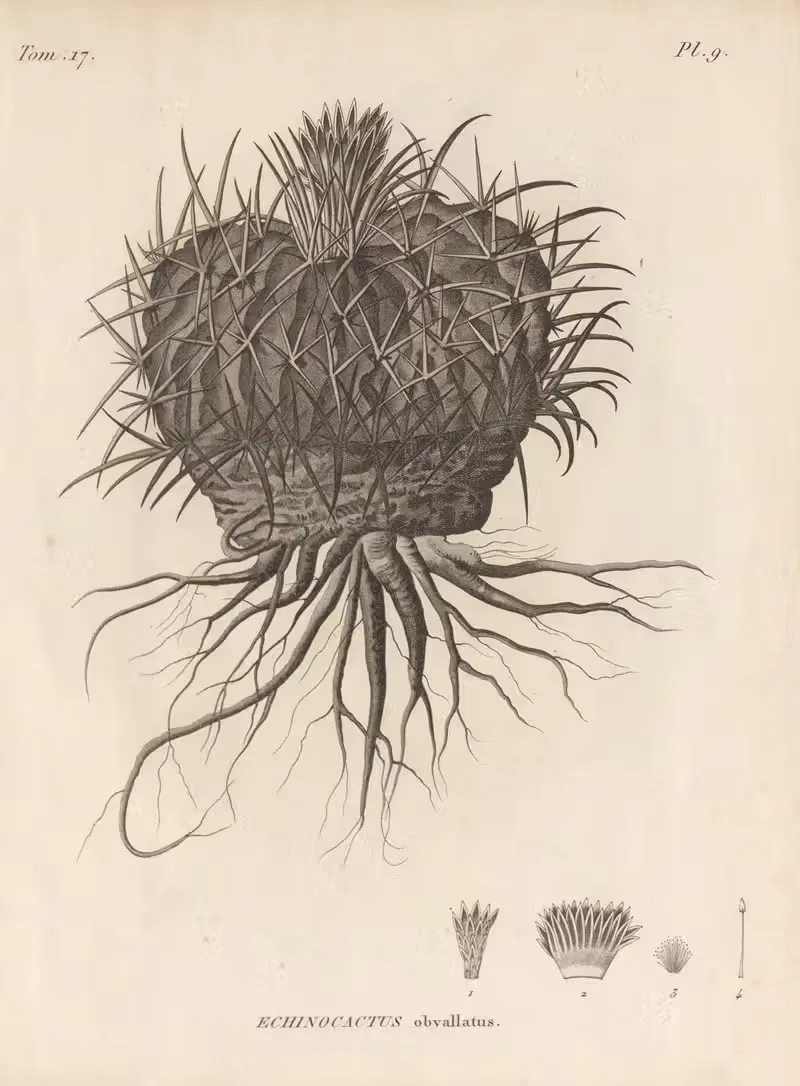 Echinocactus obvallatus by Augustin Pyramus de Candolle, 1829 — digital art print download
