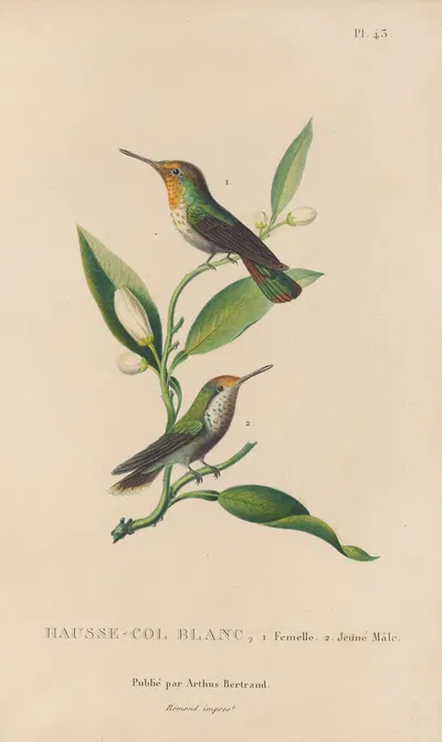 Histoire naturelle des oiseaux-mouches Pl.43 by René-Primevère Lesson, 1829 — digital art print download