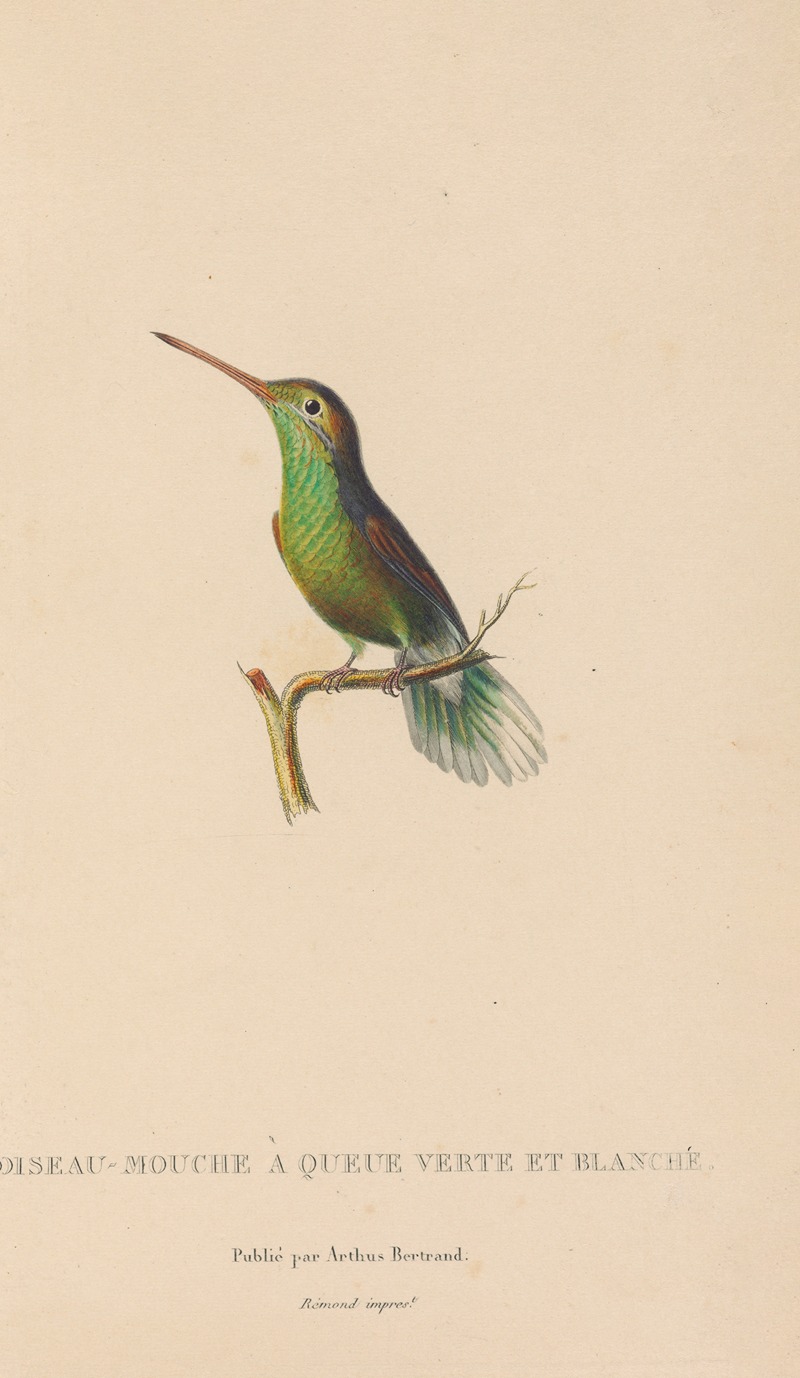 Histoire naturelle des oiseaux-mouches Pl.61 — René-Primevère Lesson