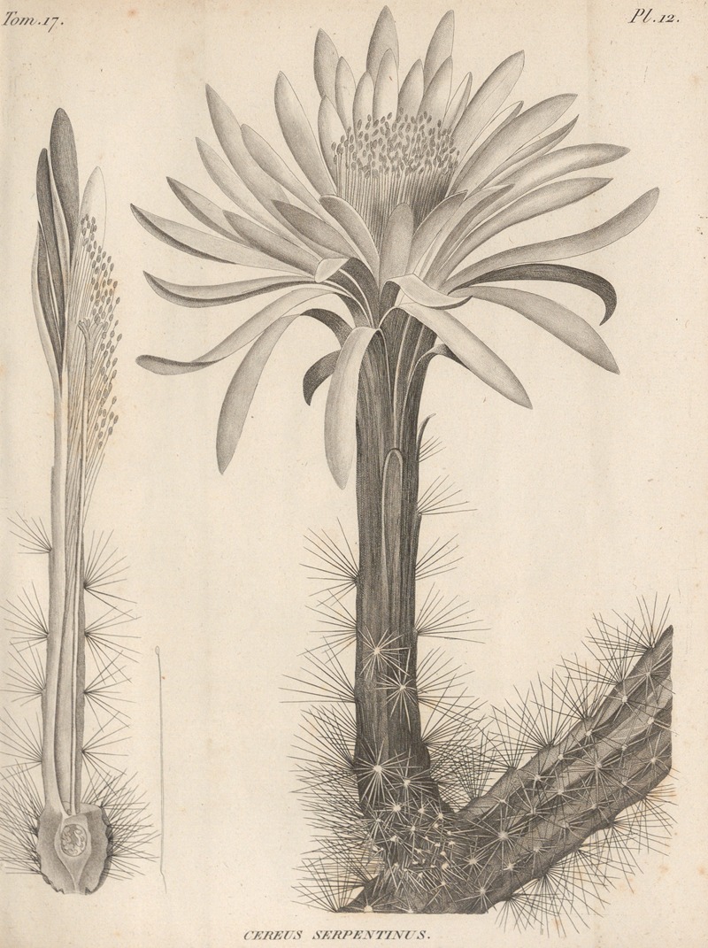 Cereus serpentinus by Augustin Pyramus de Candolle, 1829 — digital art print download