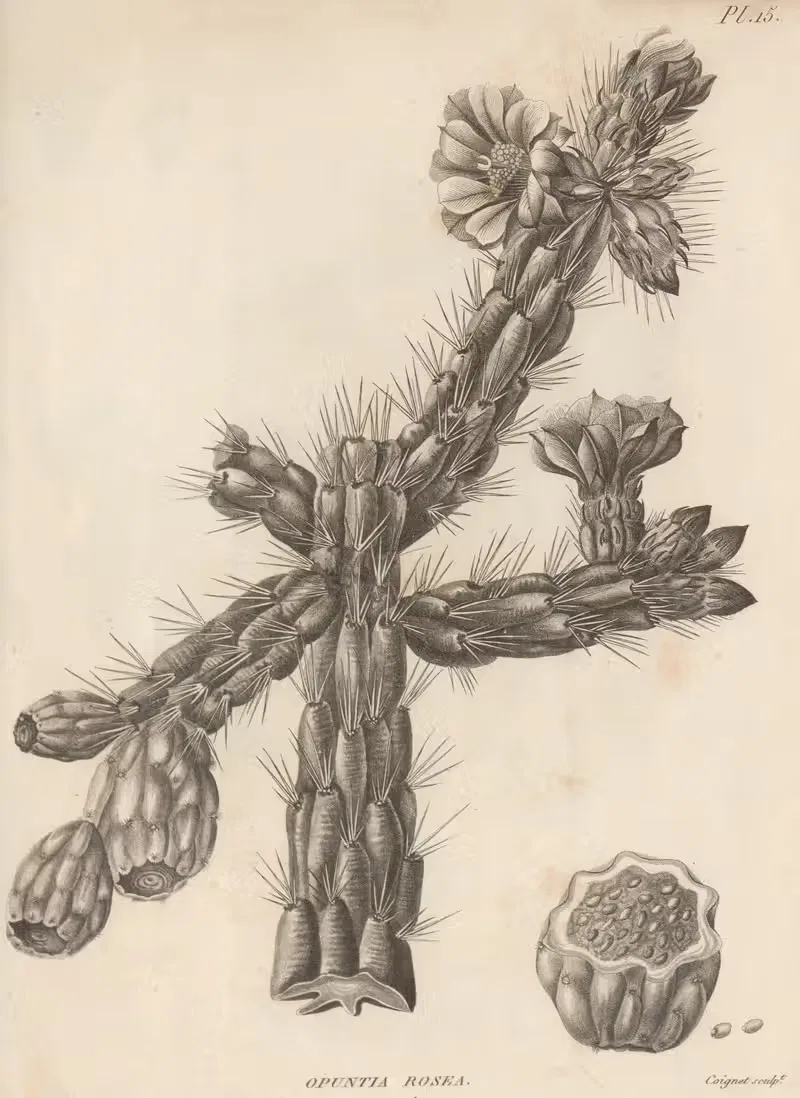 Opuntia rosea by Augustin Pyramus de Candolle, 1829 — digital art print download