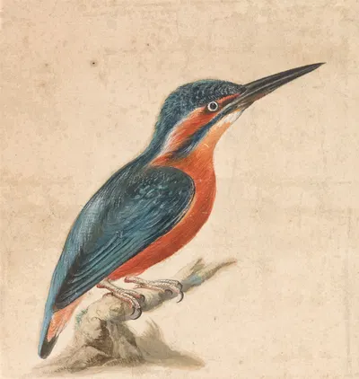 A Kingfisher by Thomas Atwood — digital art print download