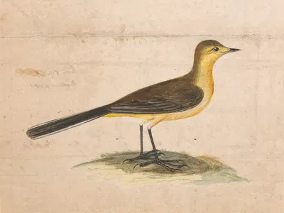 A Yellow Wagtail by Thomas Atwood — digital art print download