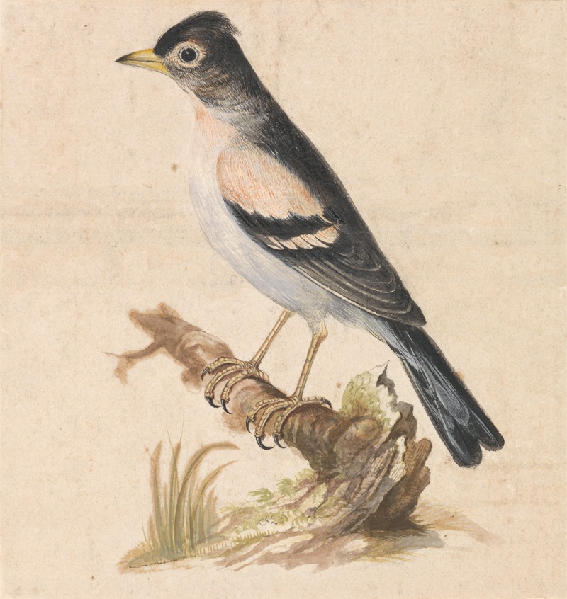 Brambling by Thomas Atwood — digital art print download