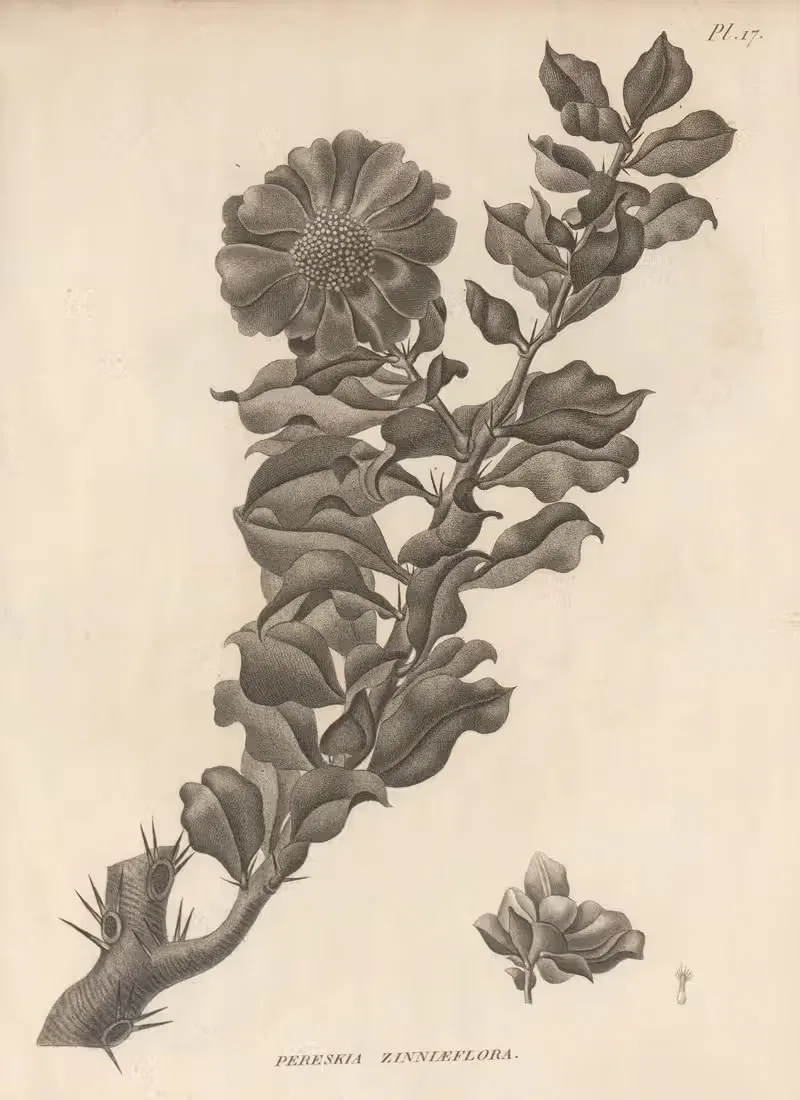 Pereskia zinniaeflora by Augustin Pyramus de Candolle, 1829 — digital art print download