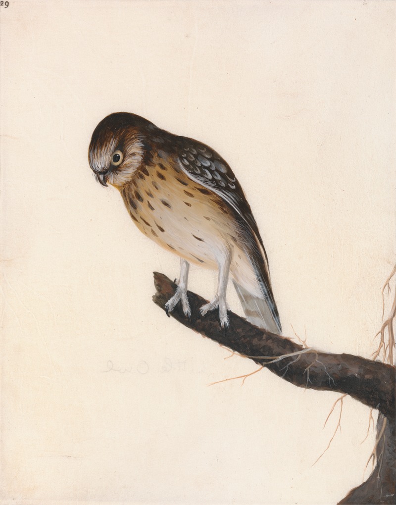 Little Owl by William Lewin — digital art print download