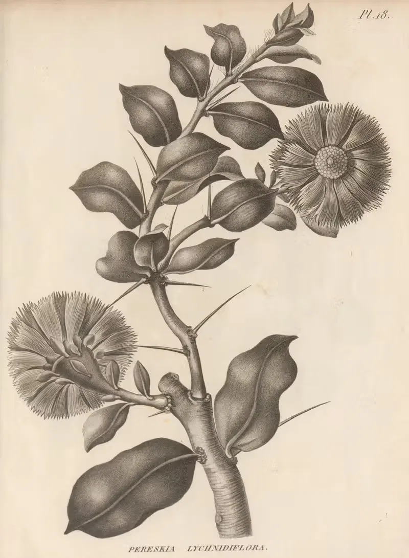 Pereskia lychnidiflora by Augustin Pyramus de Candolle, 1829 — digital art print download