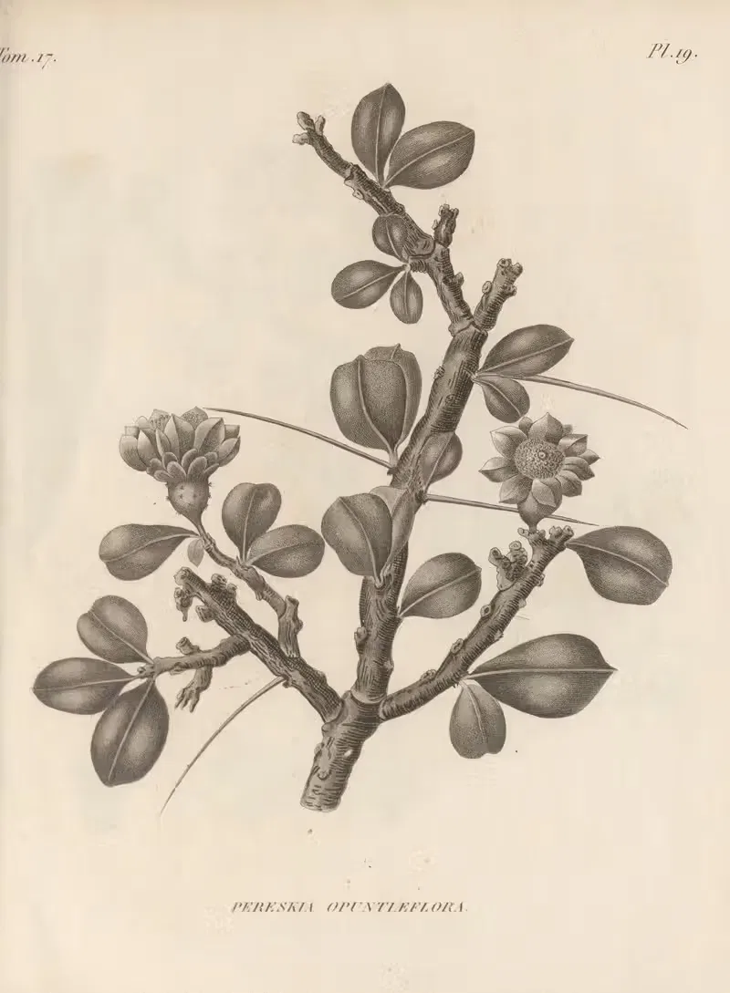 Pereskia opuntiaeflora by Augustin Pyramus de Candolle, 1829 — digital art print download