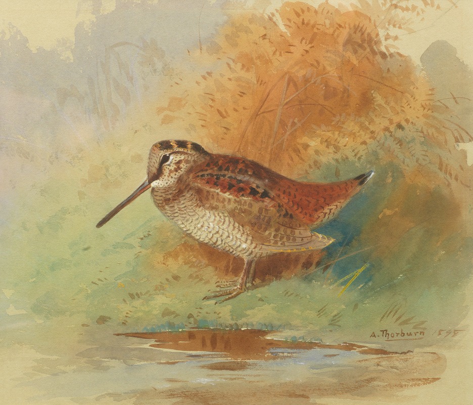 Woodcock at water's edge by Арчибальд Торберн, 1898 — digital art print download