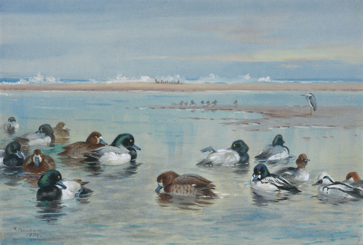 Scaup, Golden Eye and Smew — Archibald Thorburn