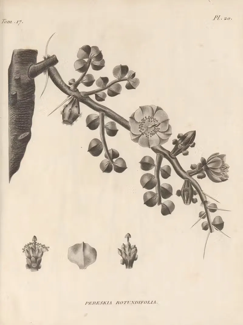Pereskia rotundifolia by Augustin Pyramus de Candolle, 1829 — digital art print download