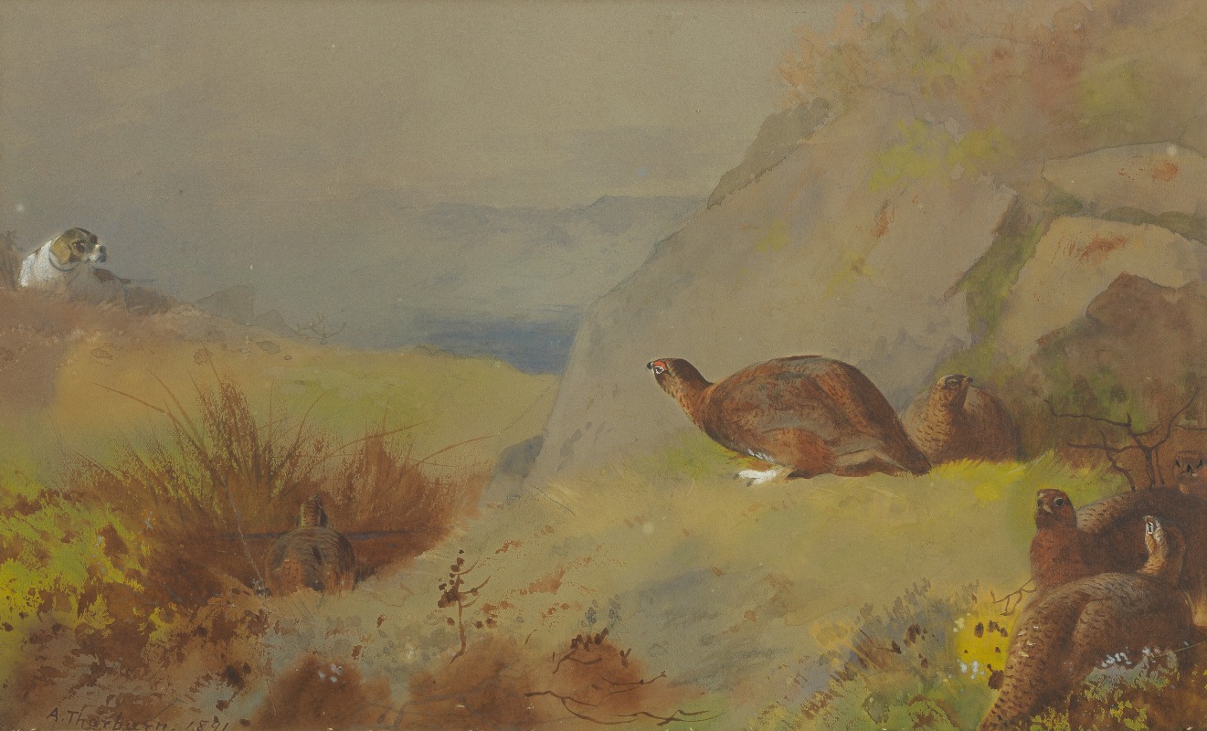 Study for Grouse on the Moor by Арчибальд Торберн — digital art print download