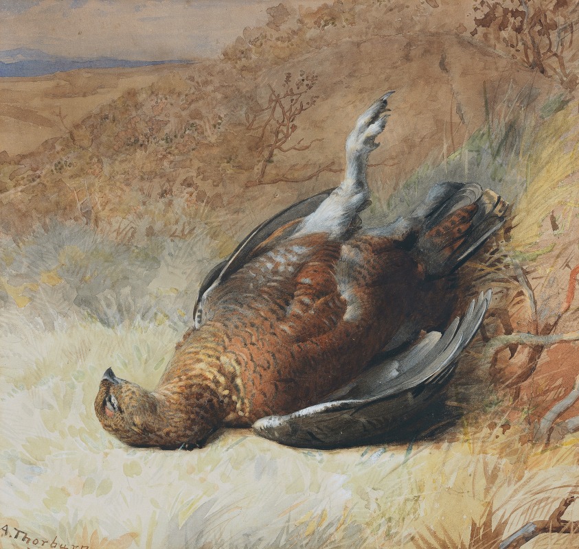 Study of a grouse by Арчибальд Торберн — digital art print download