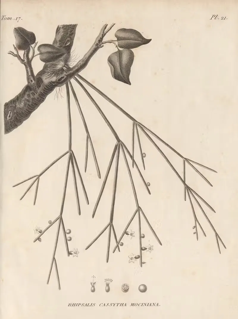 Rhipsalis cassytha mociniana by Augustin Pyramus de Candolle, 1829 — digital art print download