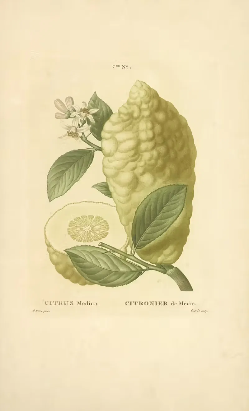 Citrus medica by Etienne Michel, 1816 — digital art print download