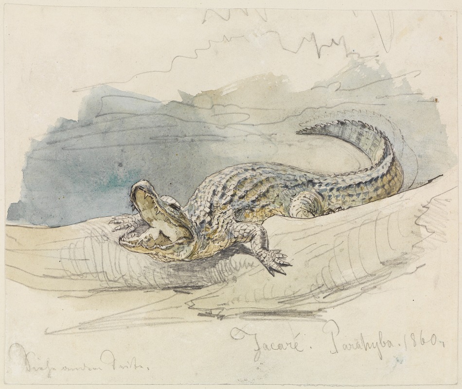 Studie eines Alligators by Ferdinand Keller, 1860 — digital art print download
