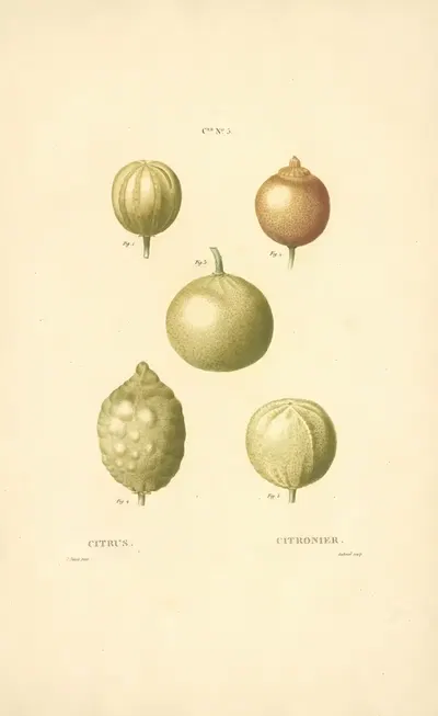 Citrus by Etienne Michel, 1816 — digital art print download