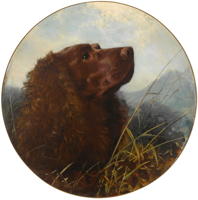 A Sussex spaniel by George Earl — digital art print download