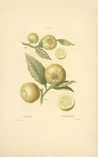 Citrus by Etienne Michel, 1816 — digital art print download